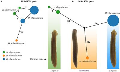 Nuclear and Mitochondrial SSU rRNA Genes Reveal Hidden Diversity of Haptophrya Endosymbionts in Freshwater Planarians and Challenge Their Traditional Classification in Astomatia